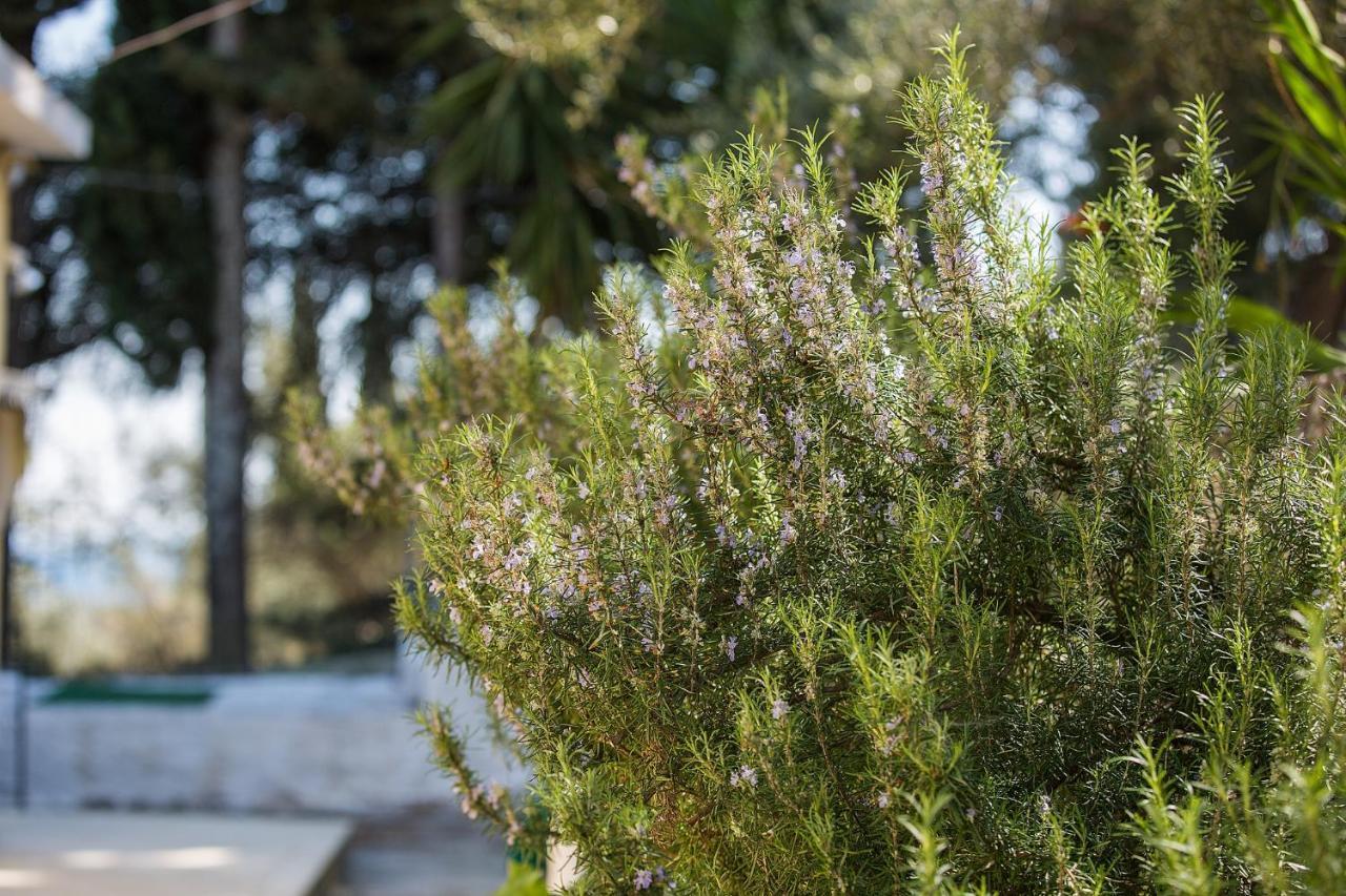 Olive Grove Poolside Apartments Бенитсес Экстерьер фото